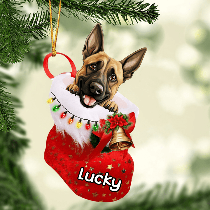 Personalized Belgian Malinois in Christmas Stocking Acrylic Ornament, Christmas Gifts Ornament for Dog Lover